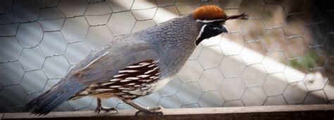 These packages are subject to change due to bird availability, please call for updates. . Flight ready chukar for sale
